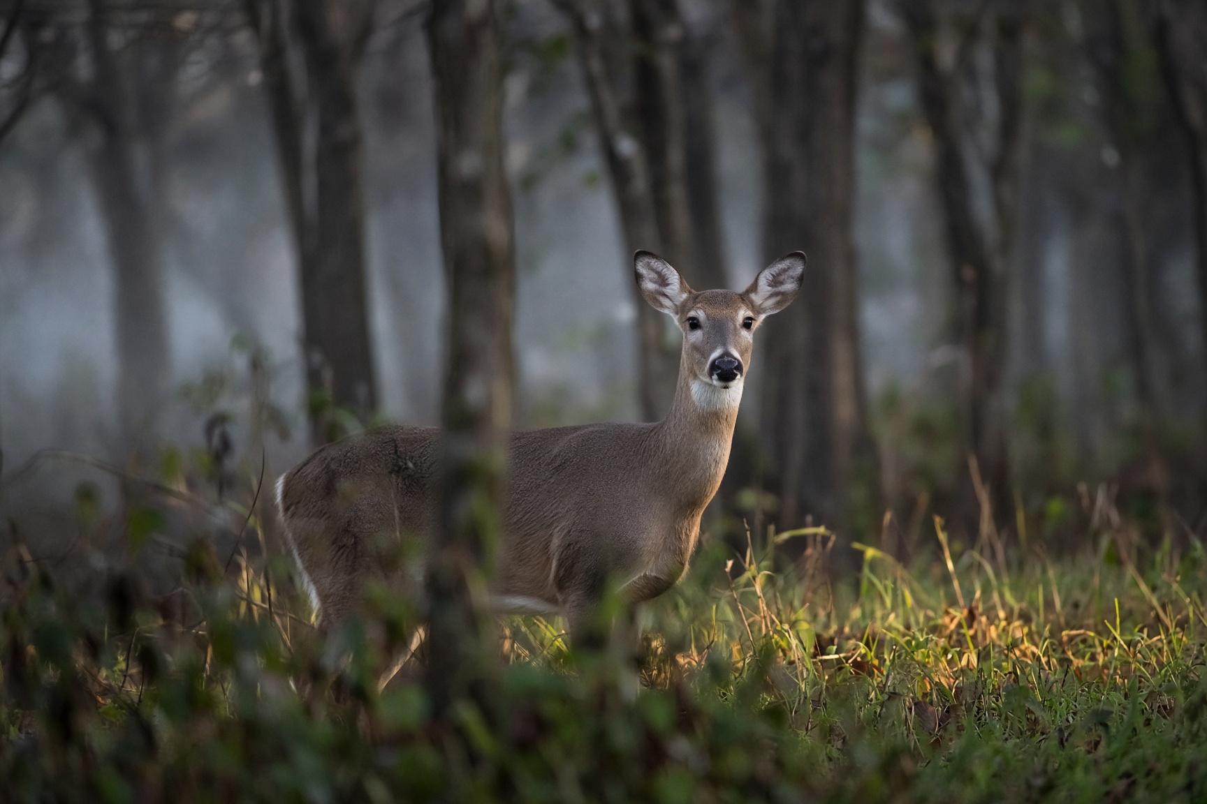 A white-tailed deer standing at the edge of a hardwood forest in dusk fog, looking toward the camera